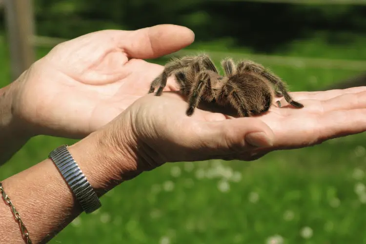 A man holding a Texas brown Tarantula