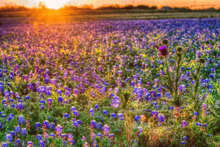 Bluebonnet sunrise in the Texas hill country