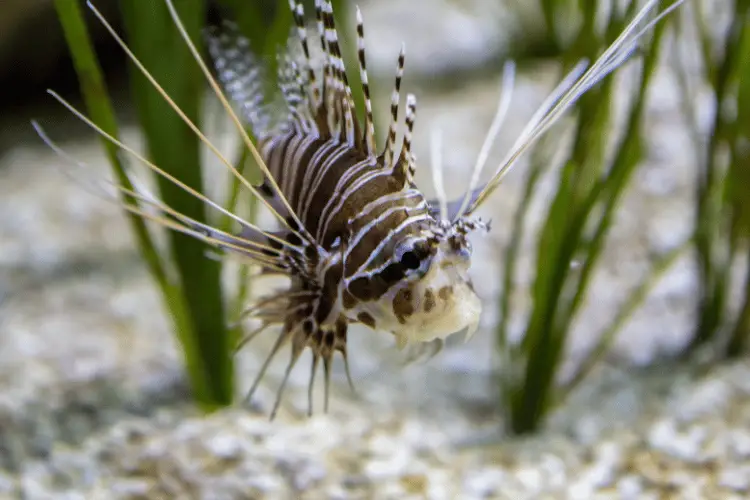 Close-up of a red lionfish in aquarium with white background