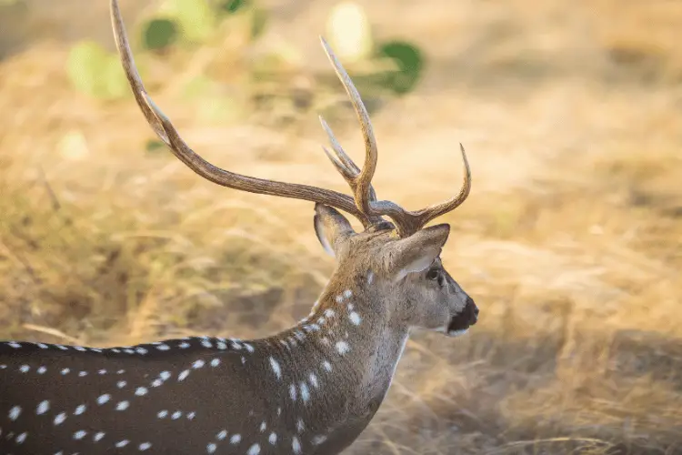 Close-up of Texas axis deer