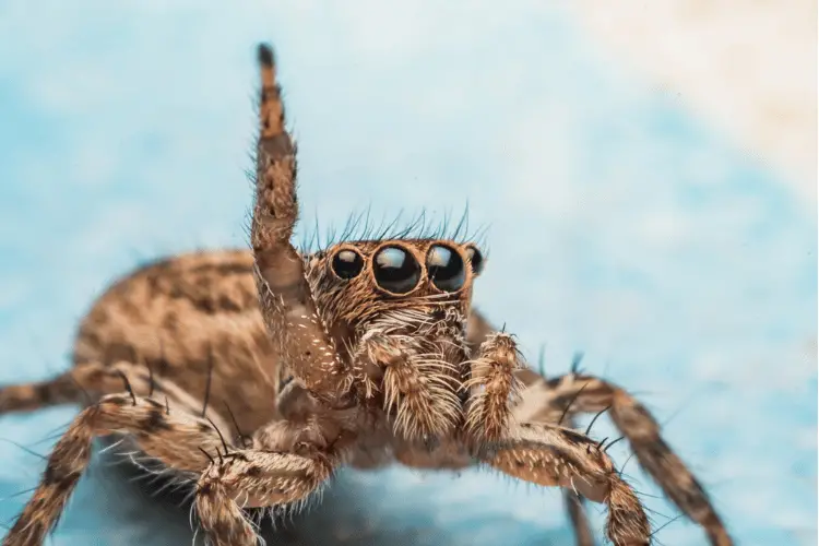 Close-up of jumping spider with blue background
