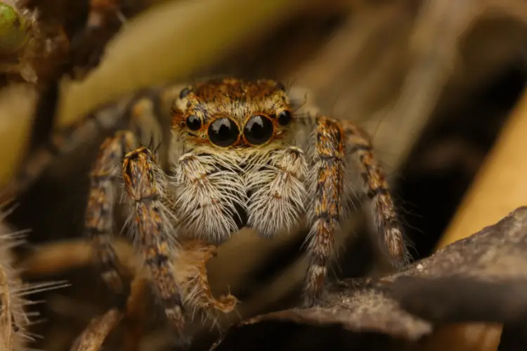 Close-up of Texas jumping spider