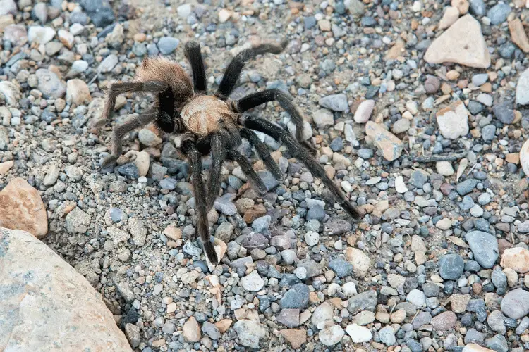 Large Texas Brown Tarantula hairy spider