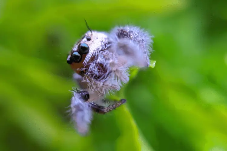 Macro photography of Phidippus spider